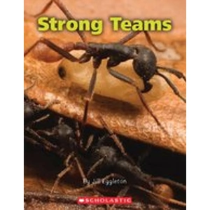 Scholastic Connectors Gold: Strong Teams x 6
