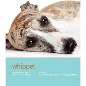 Waterstones Whippet - Dog Expert